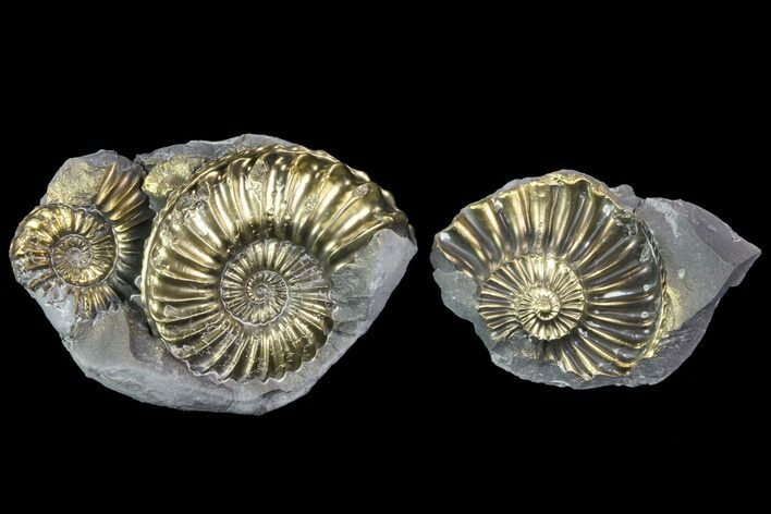 Pyritized Pleuroceras Ammonites (Pos/Neg) - Germany #70148